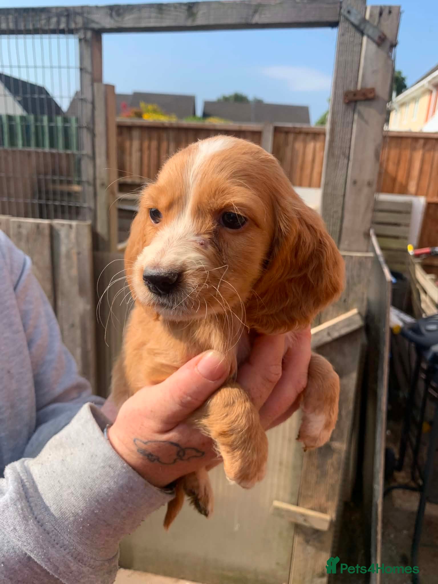 Cocker Spaniel dogs Spaniel puppies - Advert 4