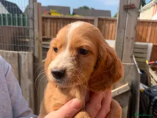 Cocker Spaniel dogs Spaniel puppies - Advert 4