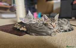 Bengal cats for sale: Bengal kittens. Absolutely beautiful!  - Image 5