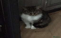 Mixed Breed cats for sale: Beautiful Brother and Sister kittens - Image 5