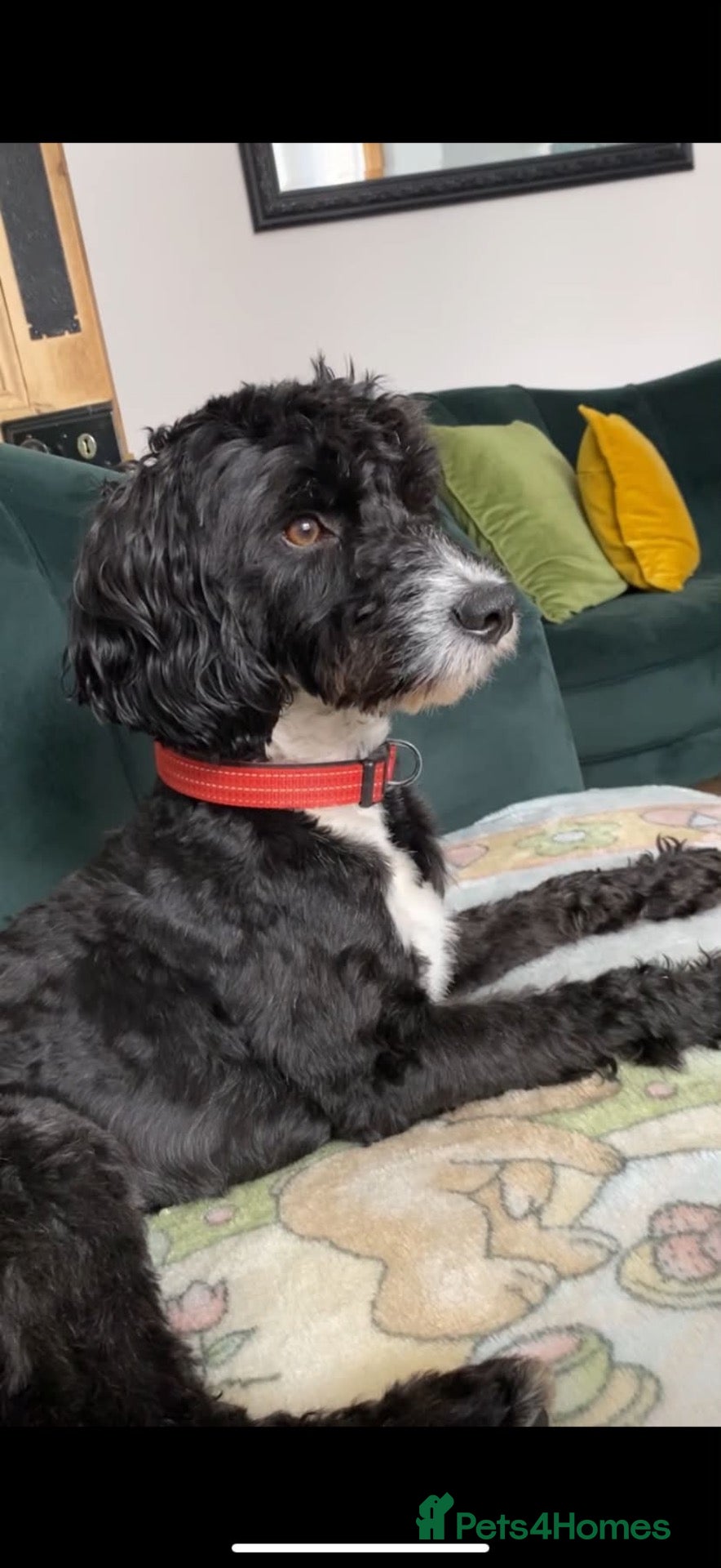 Mixed Breed dogs Shuggy our poodle cross springer spaniel stud dog - Advert 4