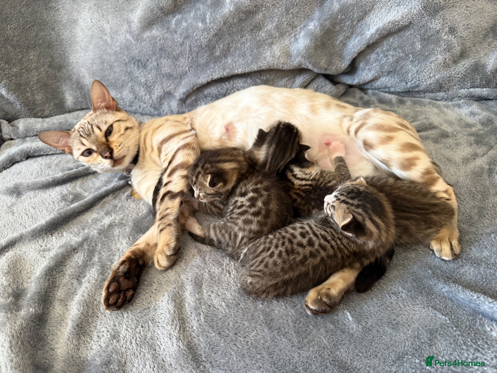 Bengal cats Beautiful half Bengal kittens - Advert 2