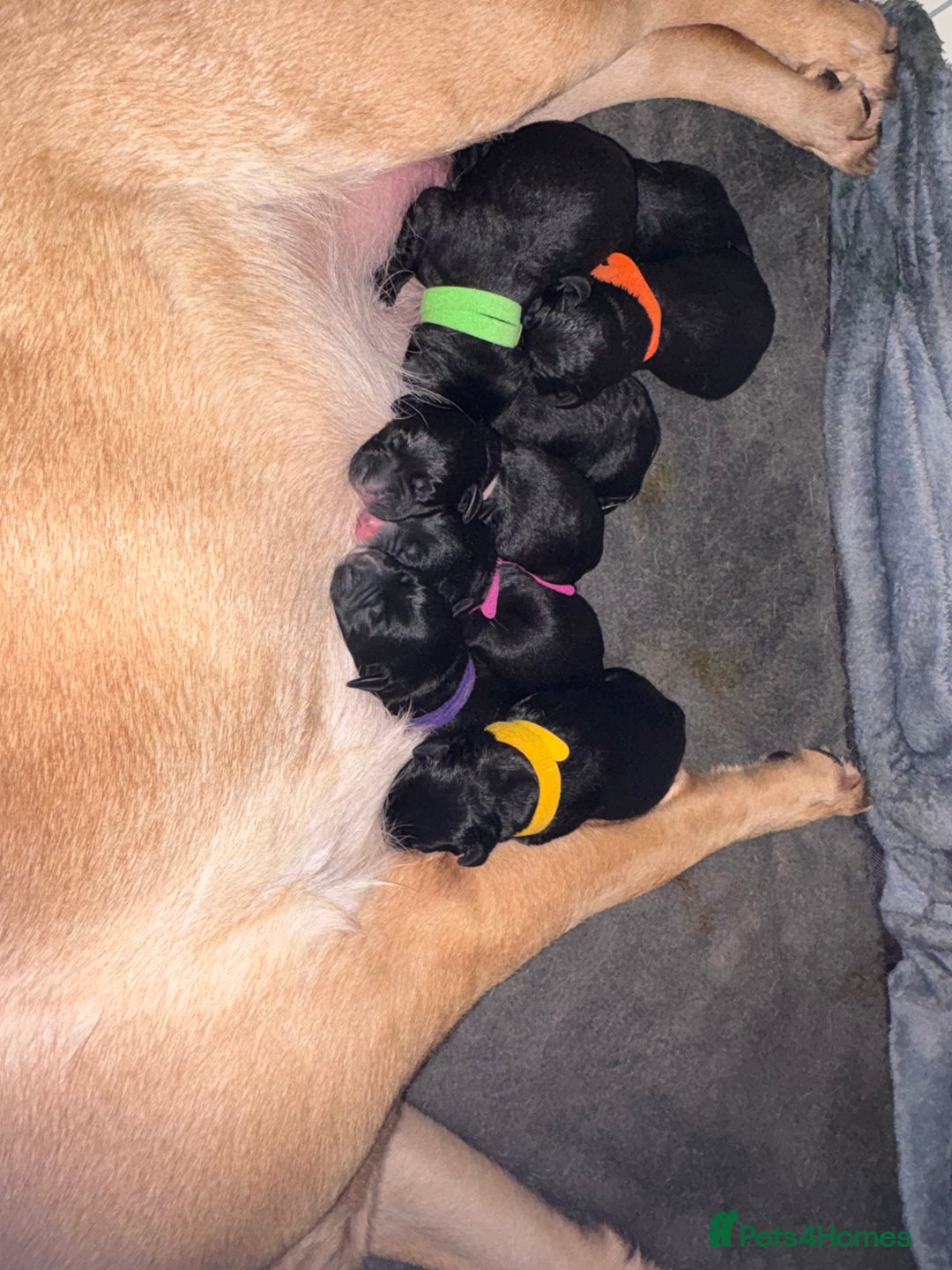 Mixed Breed dogs for sale: Beautiful Dalmador (lab X Dalmatian) puppies..!  - Advert 34