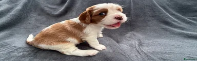 Cavalier King Charles Spaniel 1