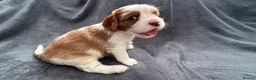 Cavalier King Charles Spaniel dogs for sale: Sweet RKCR Cavalier King Charles Spaniel Puppies - Advert 39