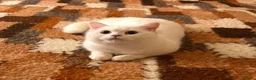 British Shorthair cats for sale: 🐾 TICA B.S.H Boy 🐾 - Advert 7