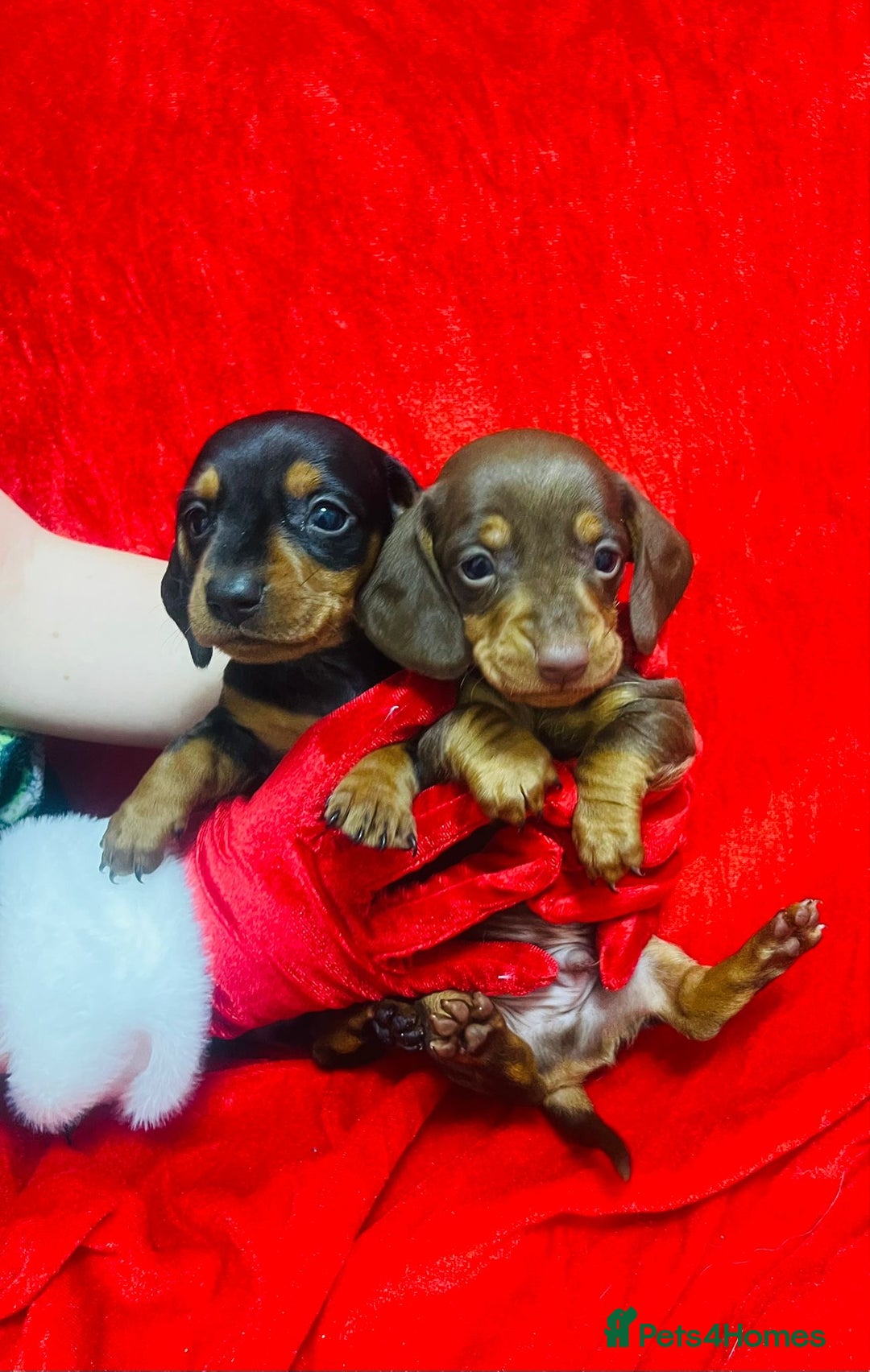Miniature Dachshund dogs for sale: Miniature dachshunds - Advert 12