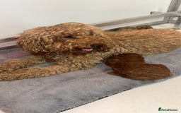 Toy Poodle dogs for sale: 🐩 Beautiful Deep Red Toy Poodle Puppy - Image 7