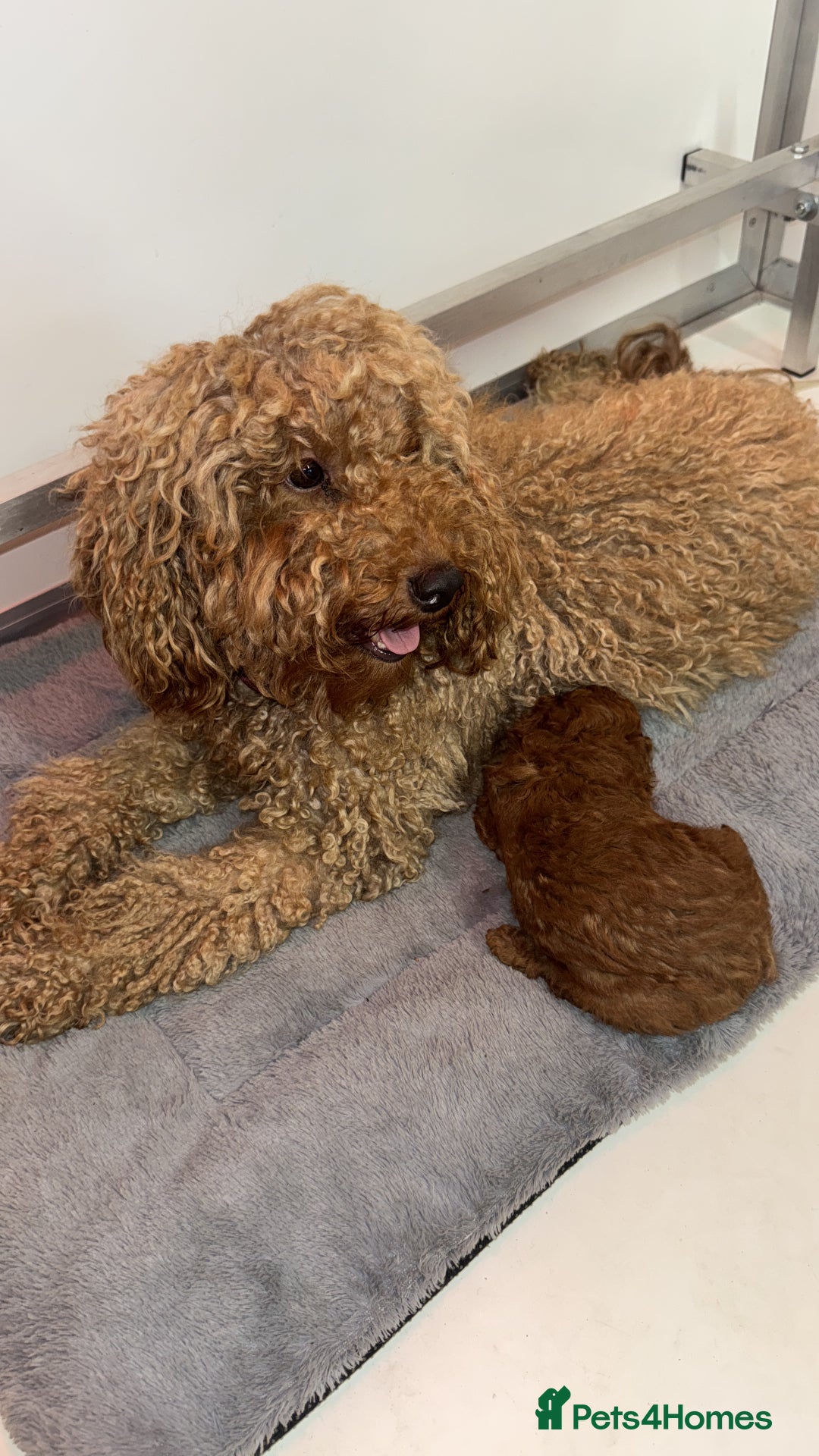 Toy Poodle dogs for sale: 🐩 Beautiful Deep Red Toy Poodle Puppy - Image 7