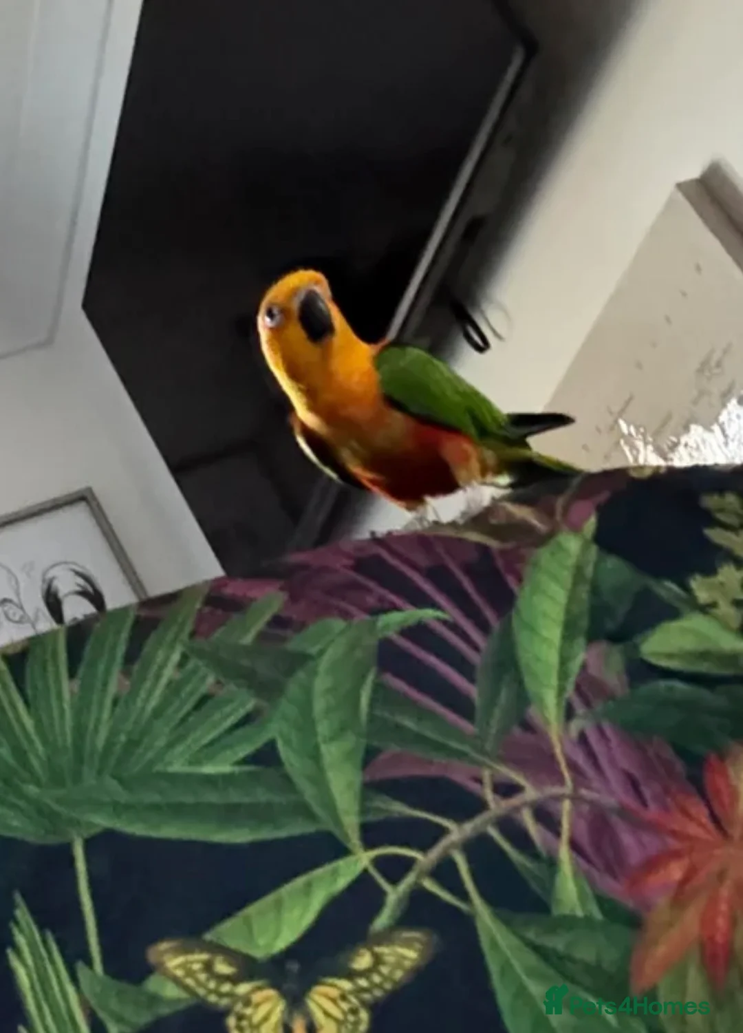 Conures birds for sale: Jenday conure parrot  - Advert 9