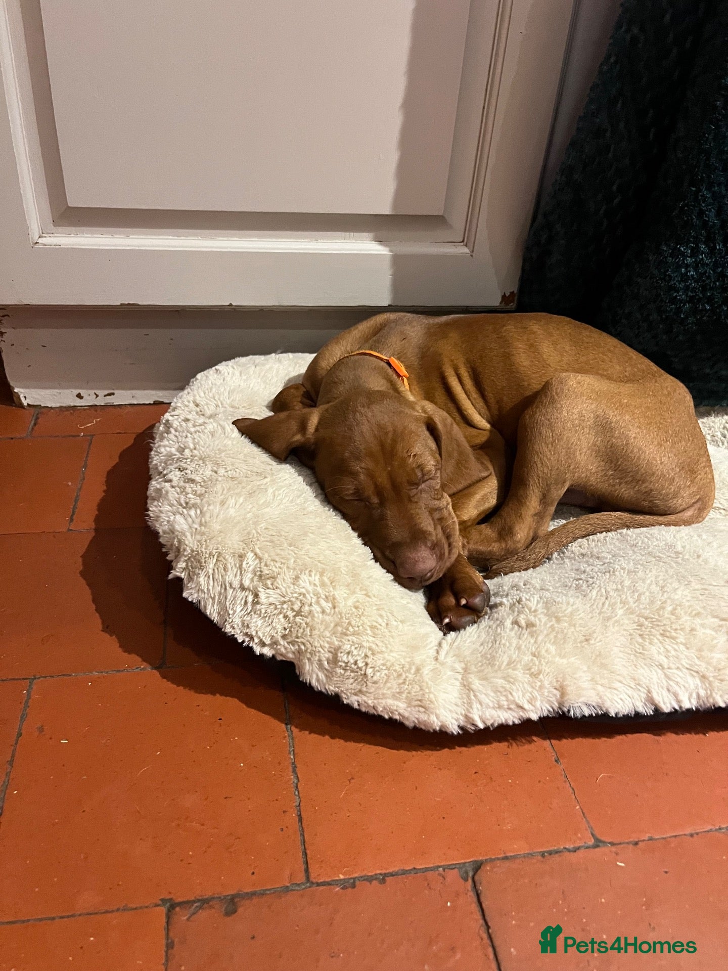 Hungarian Vizsla dogs Hungarian Viszla Puppies For sale - Advert 2
