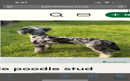 Mixed Breed dogs for sale: Fb1 bedipoo merl  - Image 12