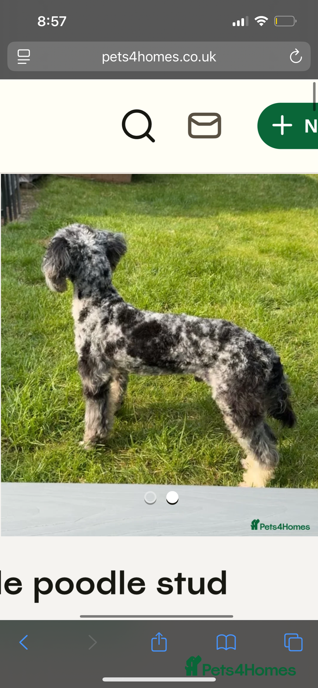 Mixed Breed dogs for sale: Fb1 bedipoo merl  - Image 12