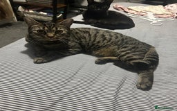 British Shorthair cats for sale: 2 cats for sale - Image 4