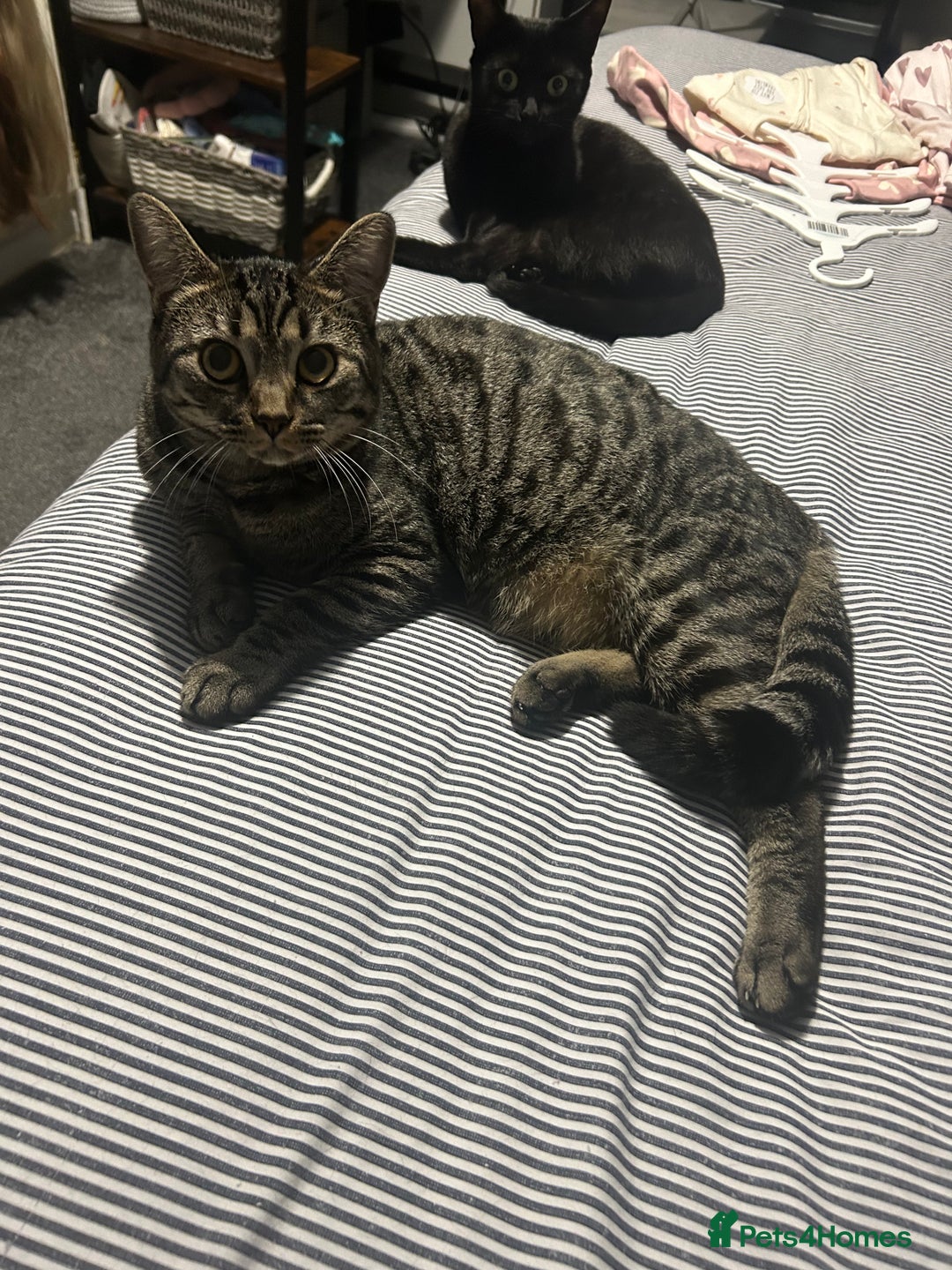 British Shorthair cats for sale: 2 cats for sale - Image 4