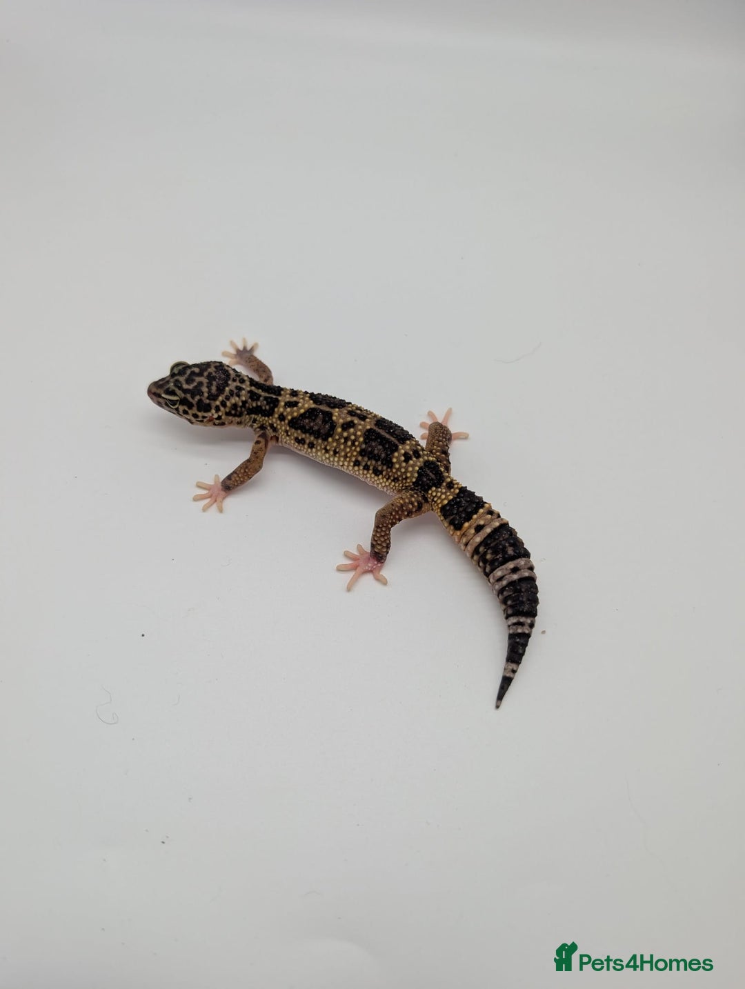 Leopard Gecko reptiles for sale: Black Night Cross Leopard Gecko  - Advert 26