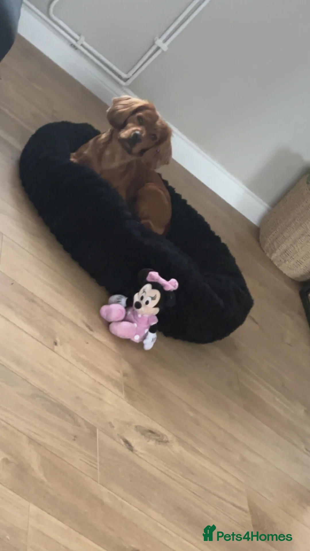 Cocker Spaniel dogs for sale: Two year old cocker spaniel  in Sunderland - Advert 4