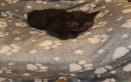 Scottish Fold cats for sale: Scottish Folds  4 Male 1 Female - Image 4