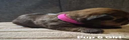 Shorkie dogs for sale: Shorkie puppies  - Advert 23