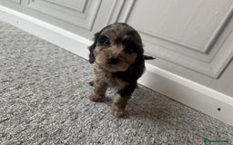 Cockapoo dogs for sale: Beautiful Cockerpoo Puppies. (Sand, Merle, Black) - Image 7