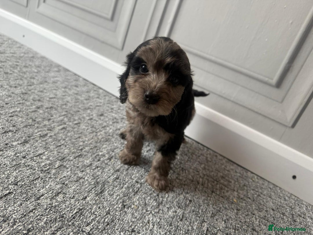 Cockapoo dogs for sale: Beautiful Cockerpoo Puppies. (Sand, Merle, Black) - Image 7