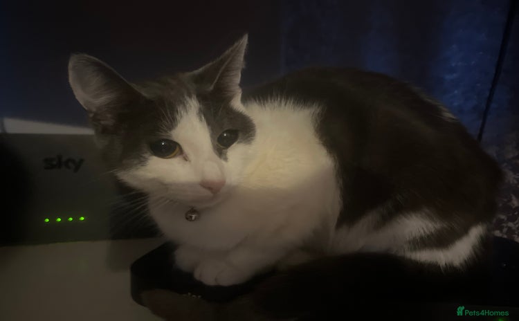 Oriental cats - Advert 15