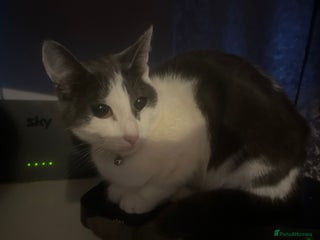 Oriental cats for sale - Advert 1