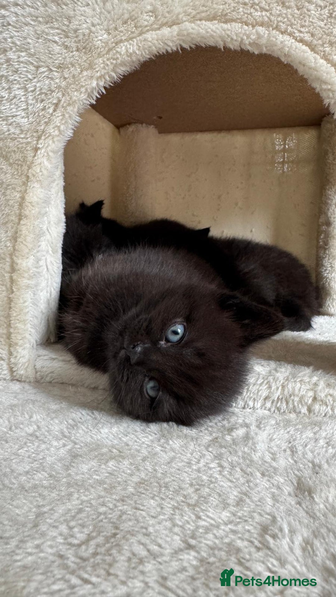 British Shorthair cats for sale: British short hair half breed .  - Image 6