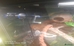Gecko reptiles for sale: Crested geckos and full set ups  - Image 8