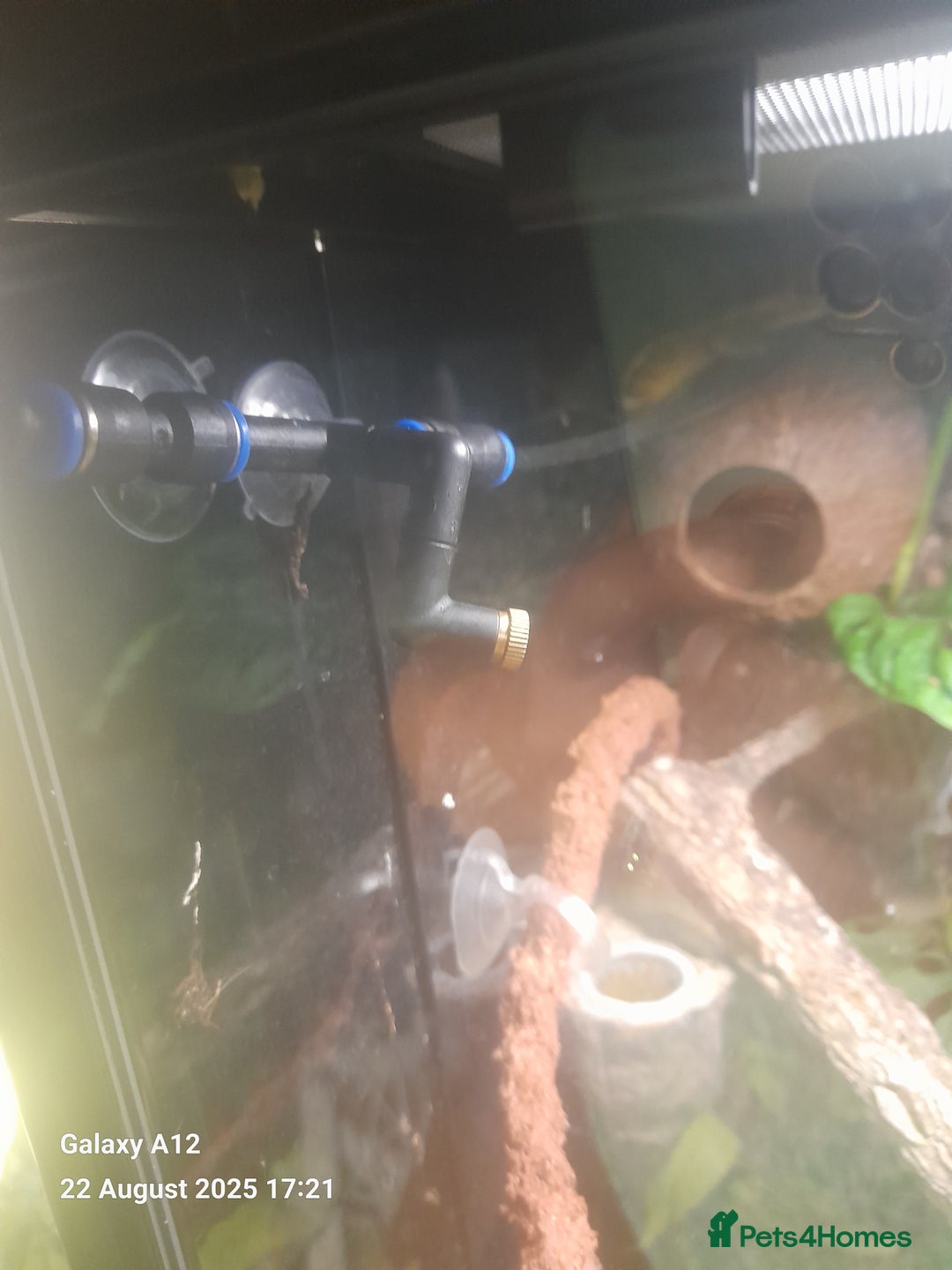 Gecko reptiles for sale: Crested geckos and full set ups  - Image 8