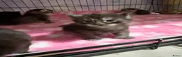 Maine Coon cats for sale: Stunning Maine coon kittens  - Advert 18