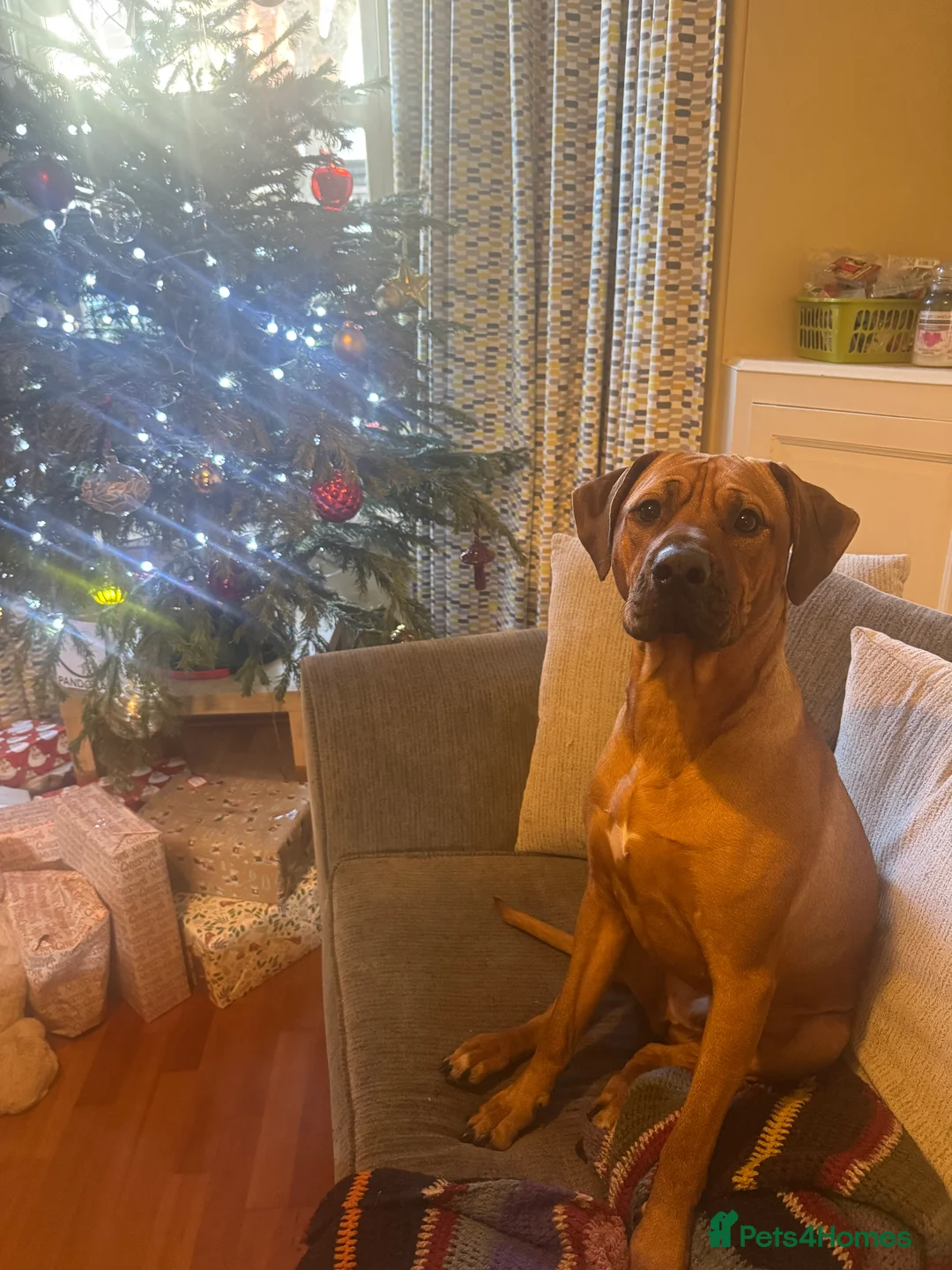 Rhodesian Ridgeback dogs for sale: Rhodi the ridgeback - Advert 1