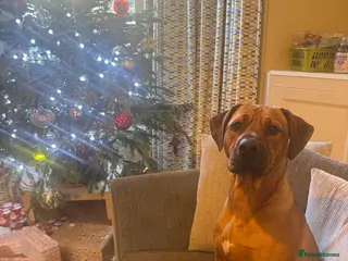 Rhodesian Ridgeback dogs Rhodi the ridgeback - Advert 4