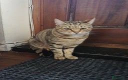 Bengal cats for sale: Two loving Bengal Mix Sisters - Image 8