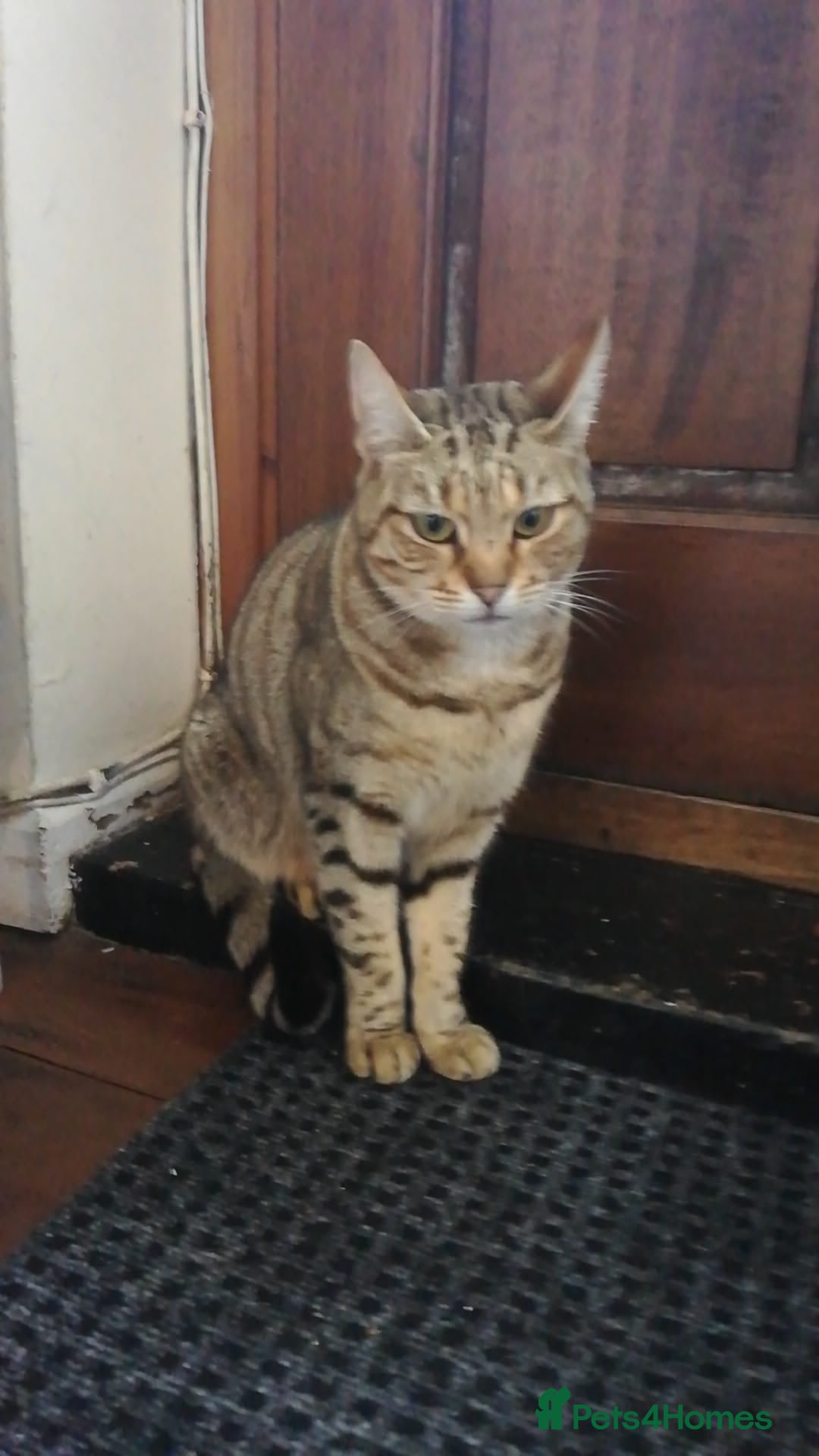 Bengal cats for sale: Two loving Bengal Mix Sisters - Image 8