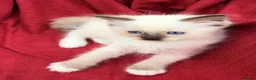 Ragdoll cats for sale: Purebred Ragdoll Kittens  - Advert 24