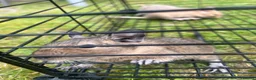 Degus rodents for sale: Baby Degu - Advert 2