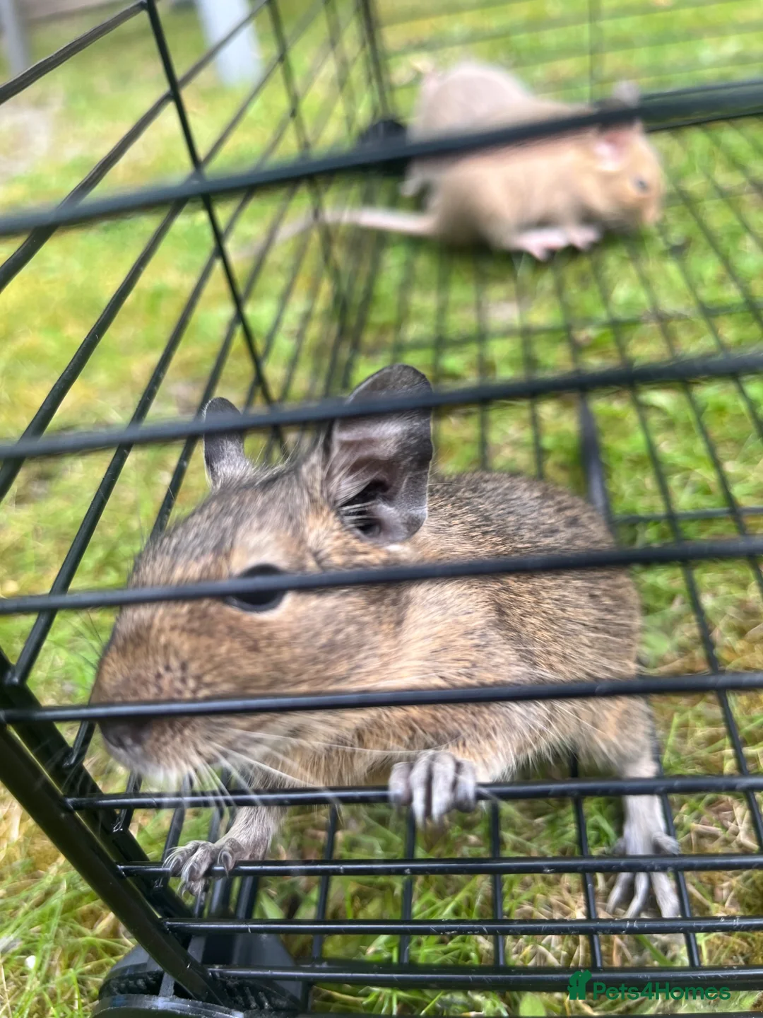 Degus rodents for sale: Baby Degu - Advert 2