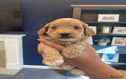 Cavapoo dogs for sale: F1B CAVAPOO PUPPIES  - Image 11