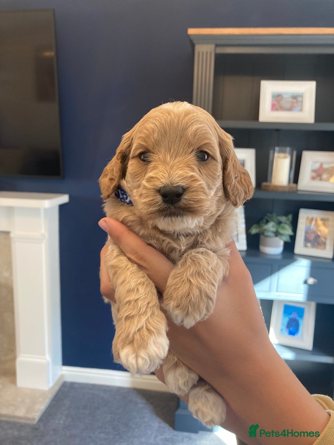Cavapoo dogs for sale: F1B CAVAPOO PUPPIES  - Image 11