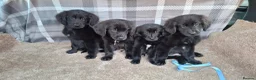Mixed Breed dogs for sale: Flatcoated retriever x golden retriever puppies. - Advert 27
