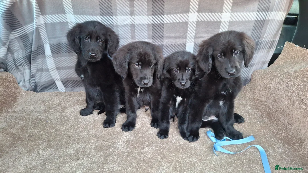 Mixed Breed dogs for sale: Flatcoated retriever x golden retriever puppies. - Advert 27