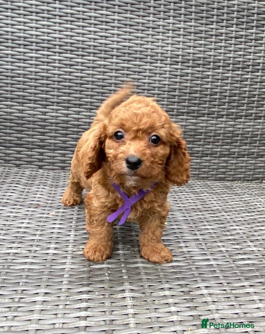 Cavapoochon dogs for sale: Beautiful Cavapoochon pups For Sale - Advert 5