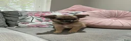 Chihuahua dogs for sale: Outstanding Long Coat Males in Washington - Advert 4