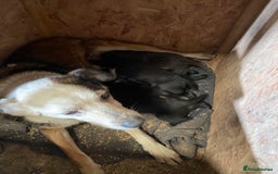 Mixed Breed dogs for sale: Welsh collie x red fox Labrador - Image 7