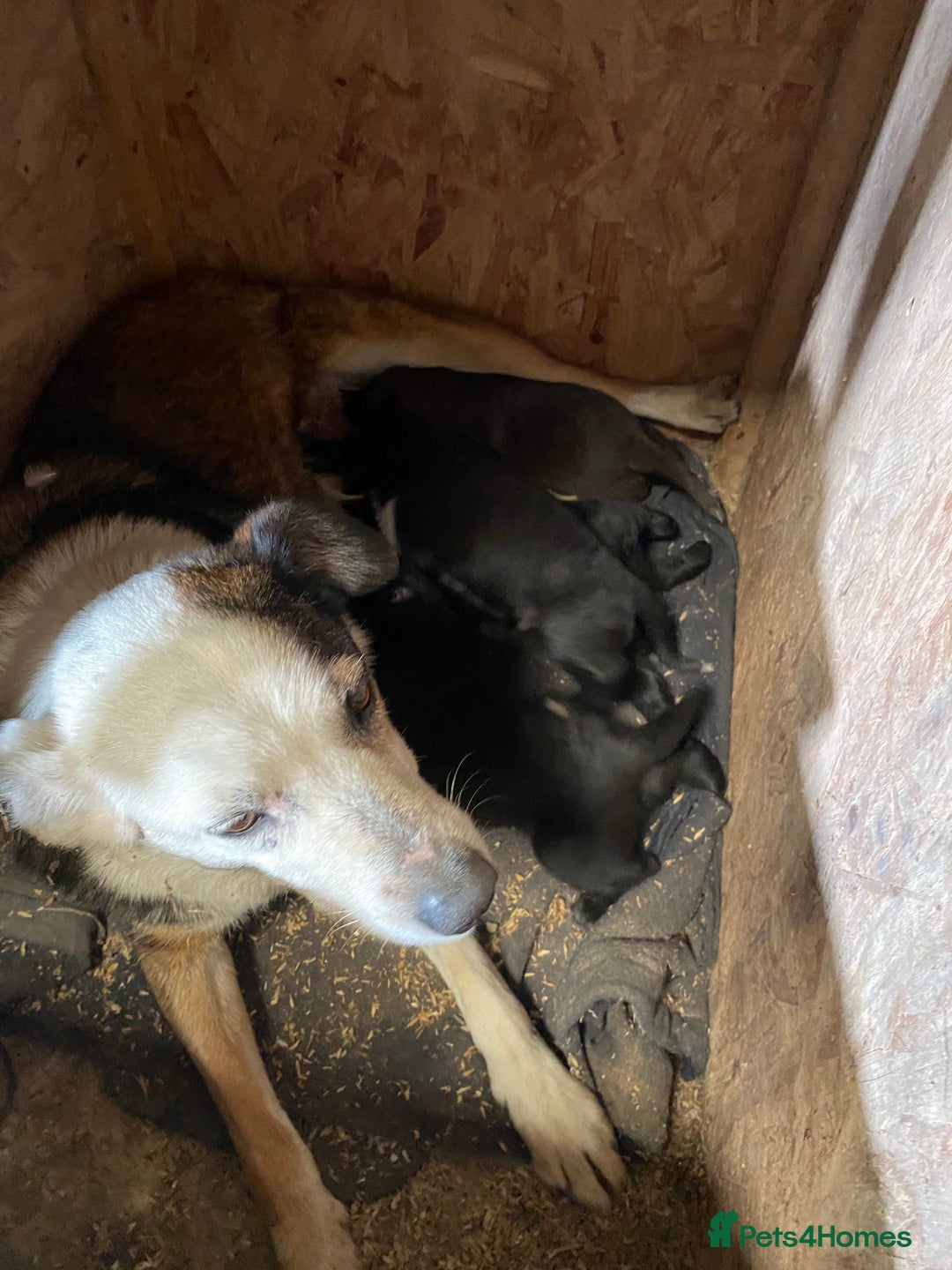 Mixed Breed dogs for sale: Welsh collie x red fox Labrador - Image 7