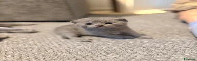 British Shorthair Kitten 5