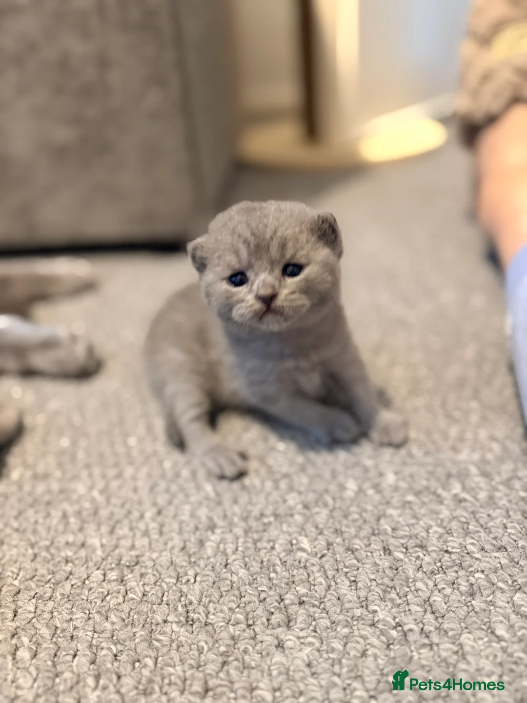 British Shorthair cats for sale: British Shorthair Kittens for Sale – 5 Available! - Advert 2