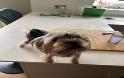 Yorkshire Terrier dogs for sale: Yorkshire terrier  - Image 5