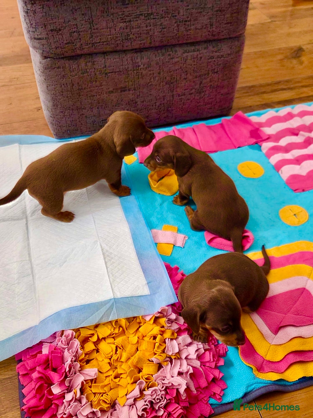 Miniature Dachshund dogs for sale: Choc/tan mum,long haired choc dad  A+ healthcare - Image 3